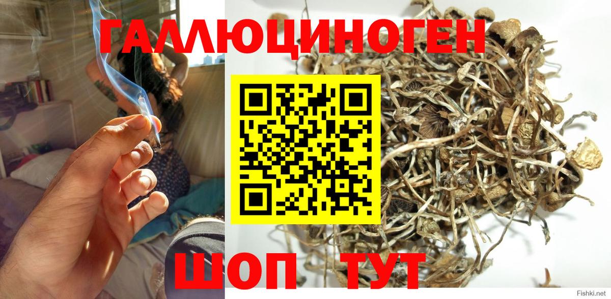 Галлюциногенные грибы Psilocybe Кропоткин